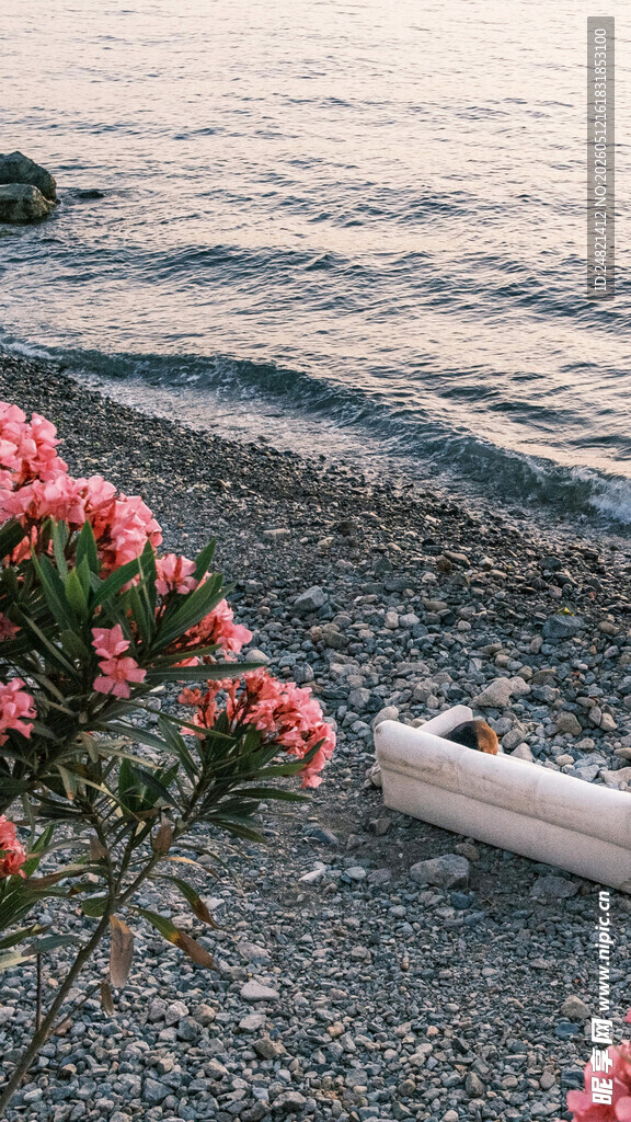 海边碎石上的粉色花卉与瓶