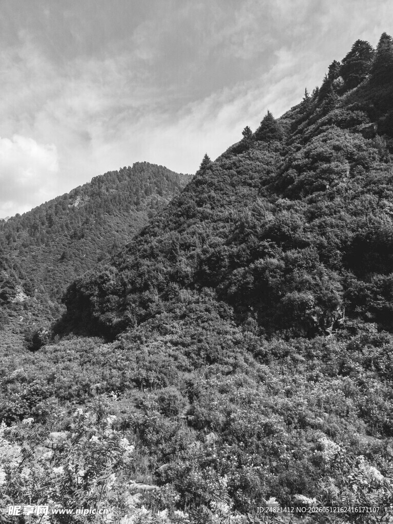 山间繁茂植被景观