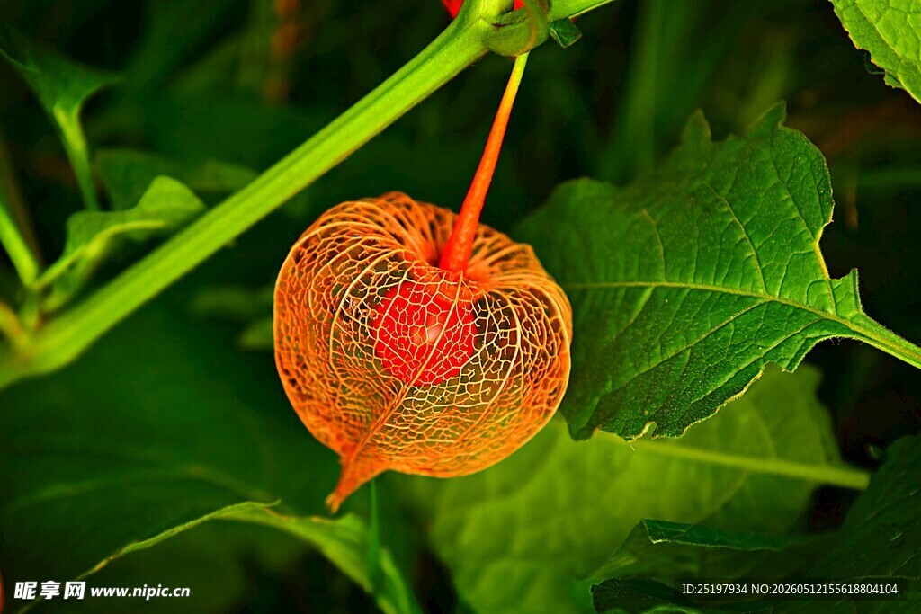 灯笼草