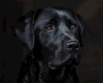 黑拉布拉多犬