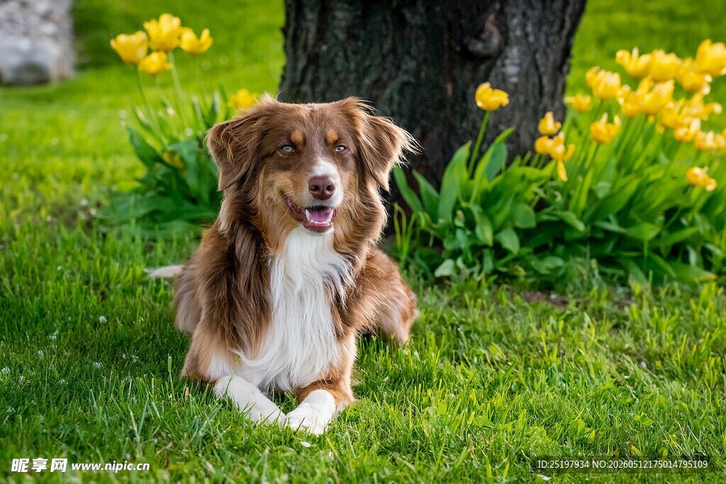 牧羊犬