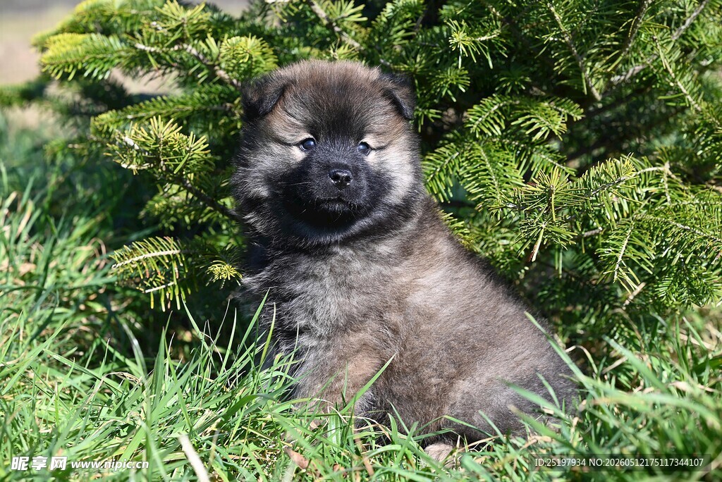 可爱小柴犬