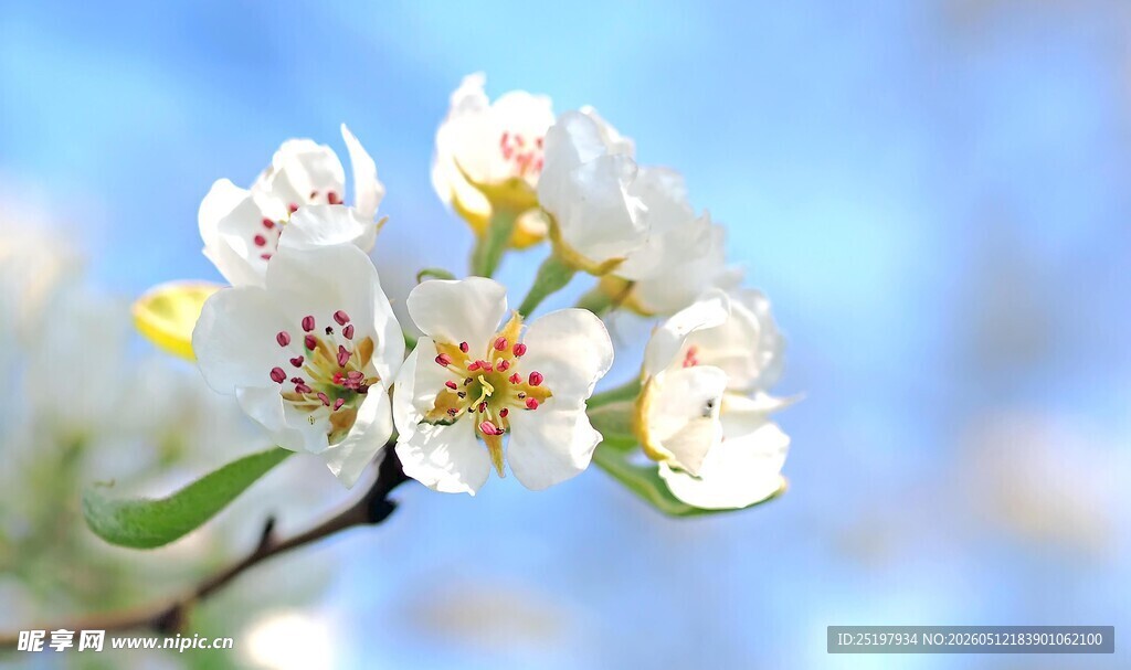 洁白花朵