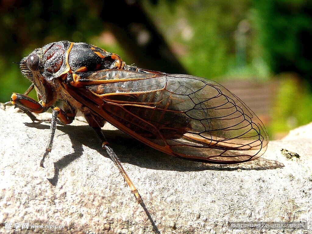 蝉