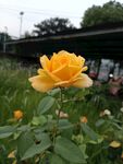 金黄绽放的娇艳月季花