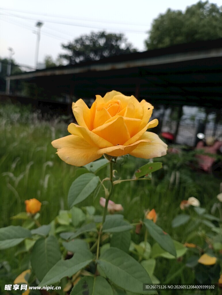 金黄绽放的娇艳月季花