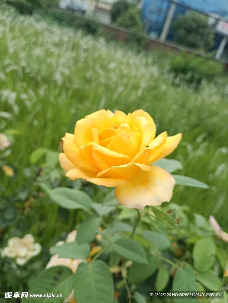 黄色娇艳月季花