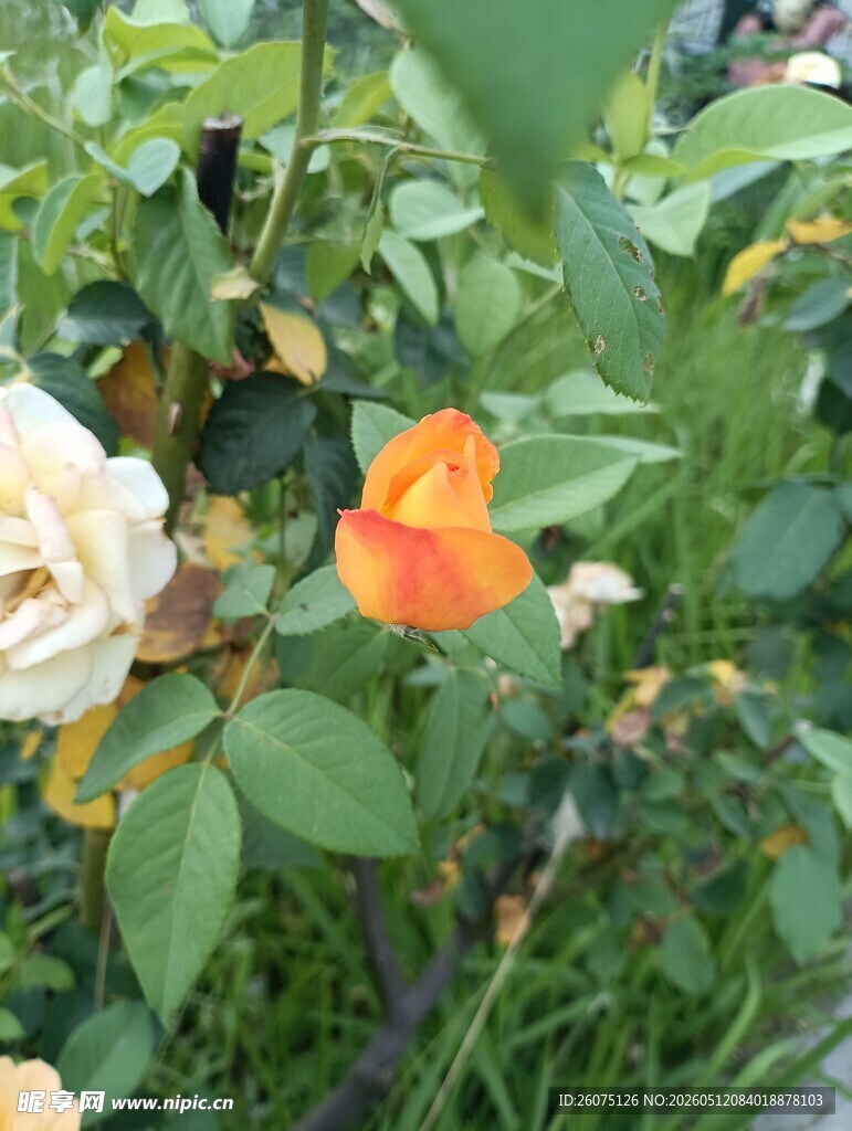 娇艳花卉绽放于绿叶间