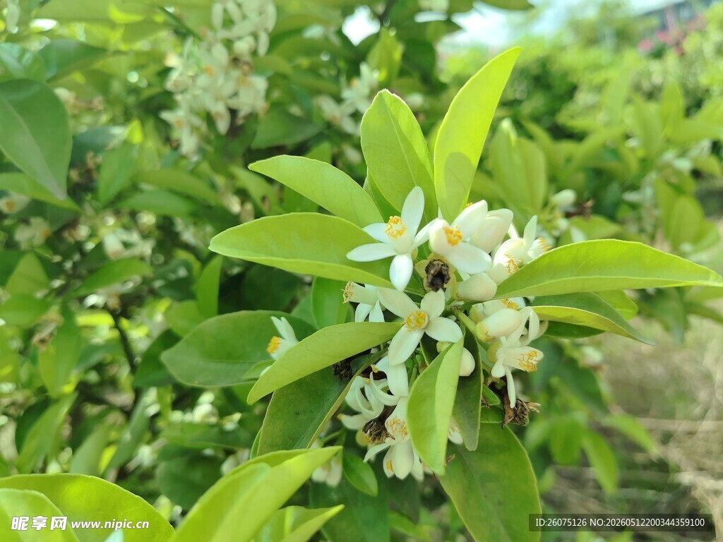 柑橘树绽放白色小花