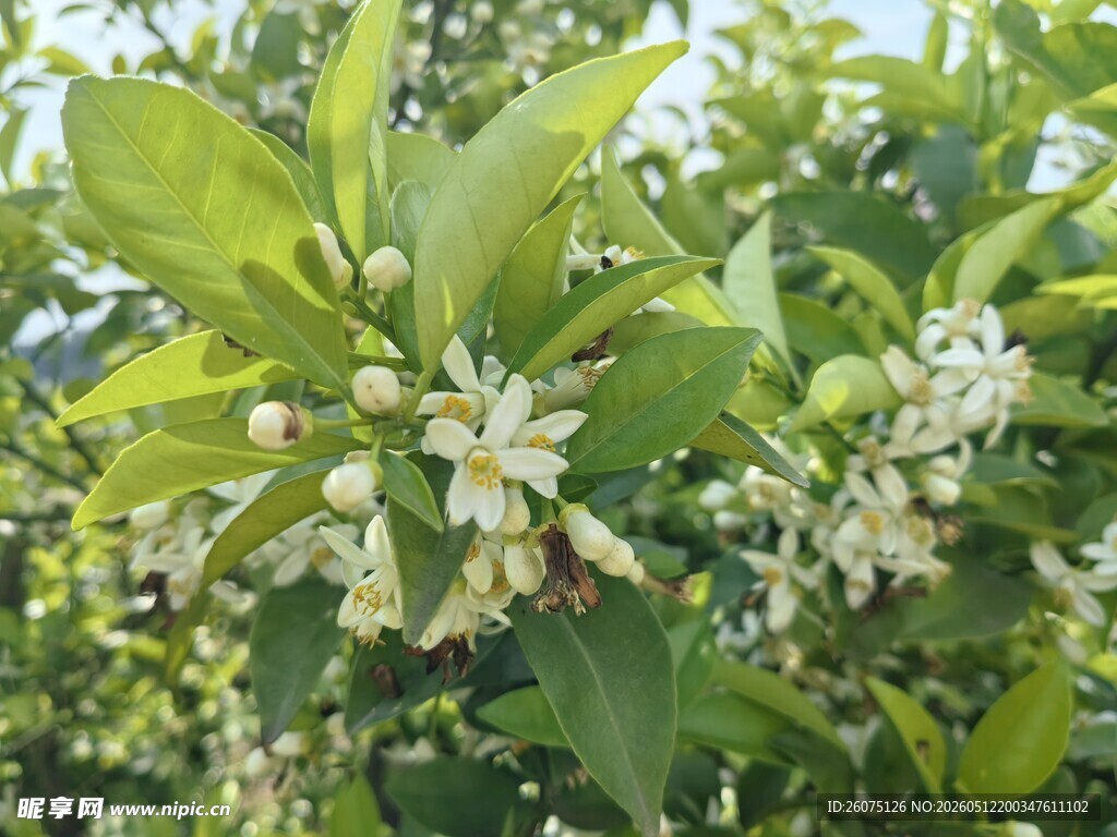 柑橘树洁白花朵盛开