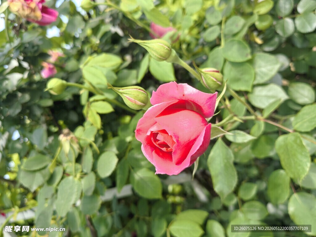 娇艳红玫瑰绽放绿叶间