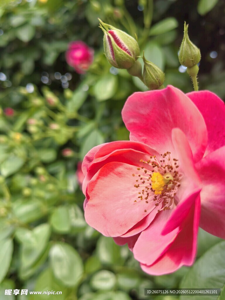 娇艳粉色月季花绽放