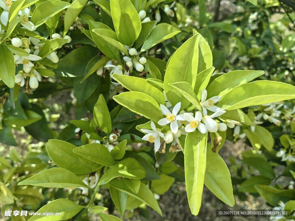 绿叶间绽放的清新白色小花