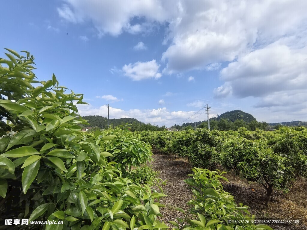 绿意盎然的果园风光