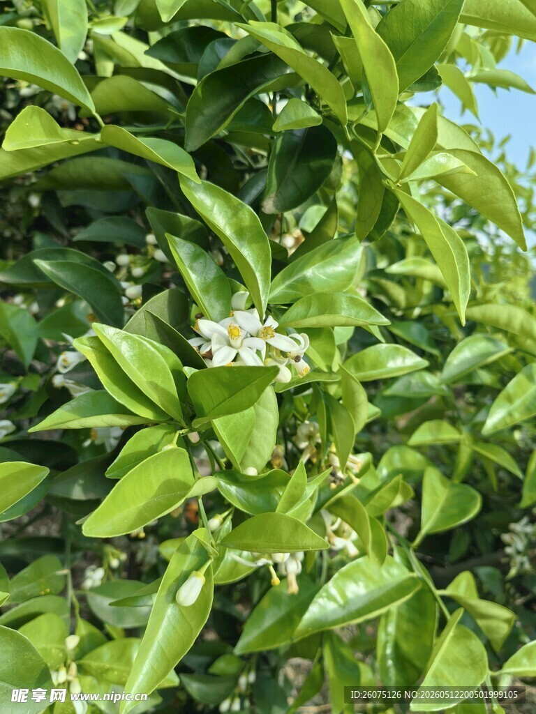 柑橘树繁花绿叶景象