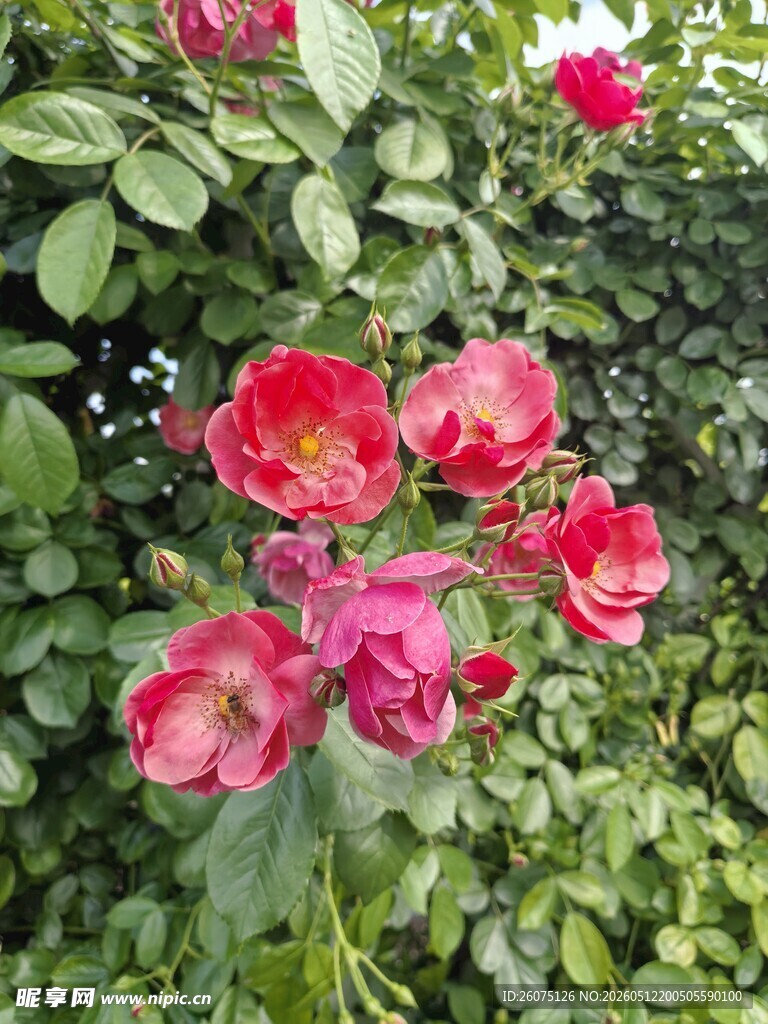 娇艳盛开的红色月季花