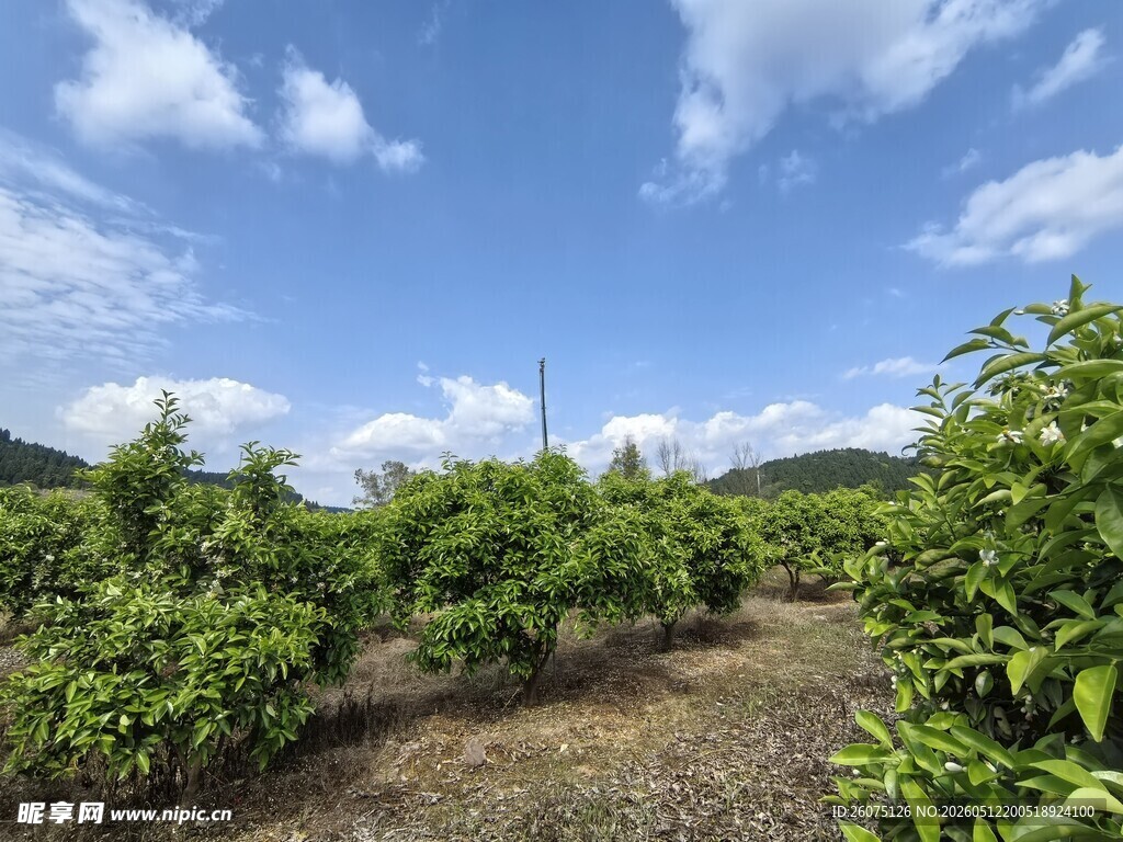 绿意盎然的山间果园