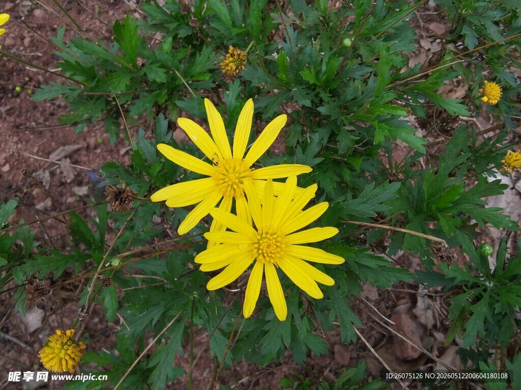 两朵明艳黄色小花绽放