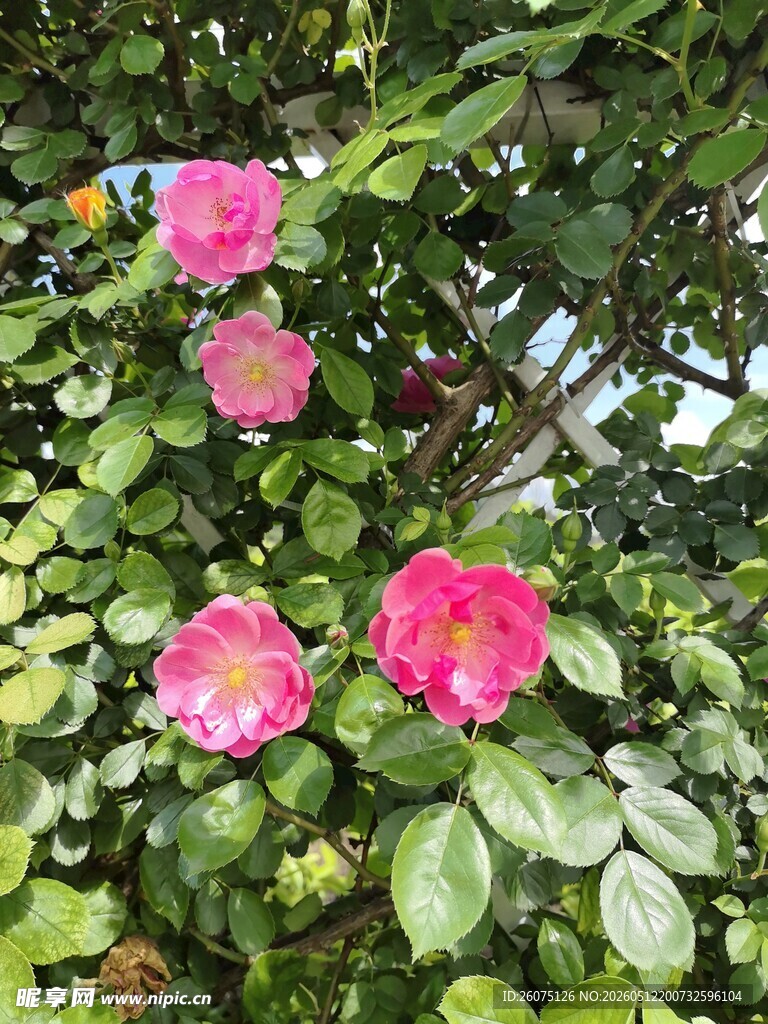 娇艳绽放的粉色月季花