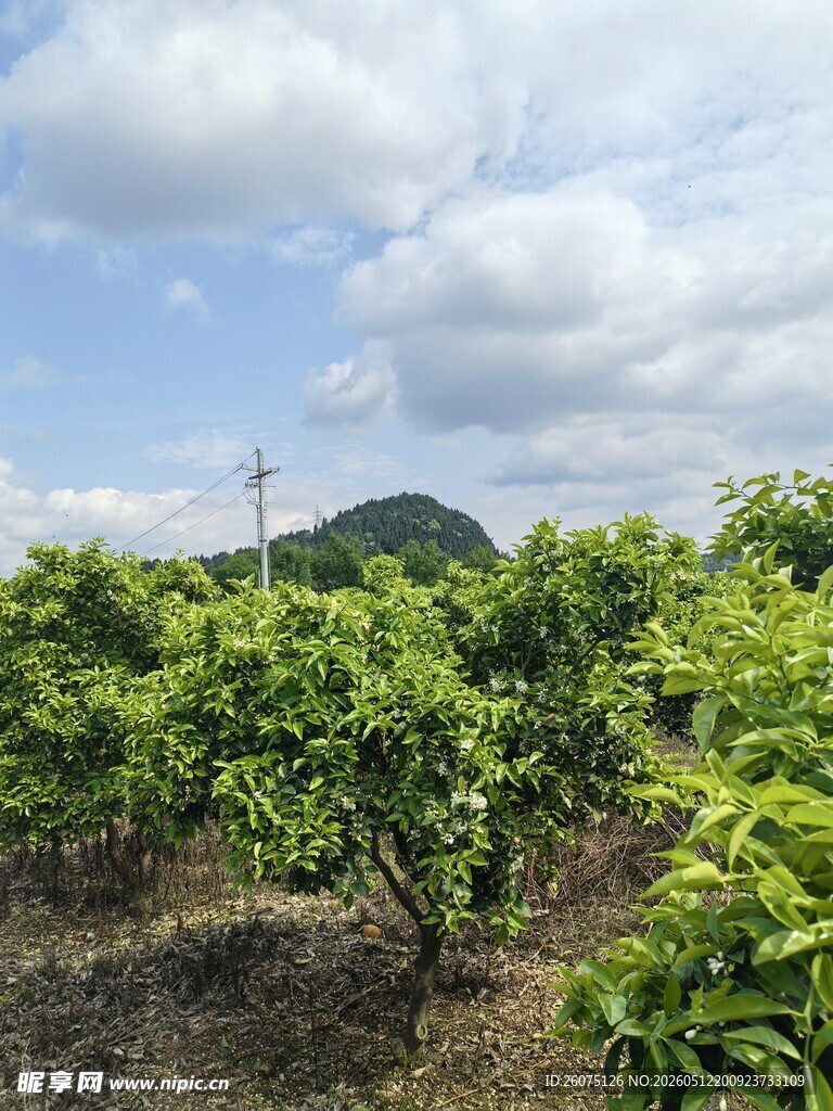 绿意盎然的果园风光
