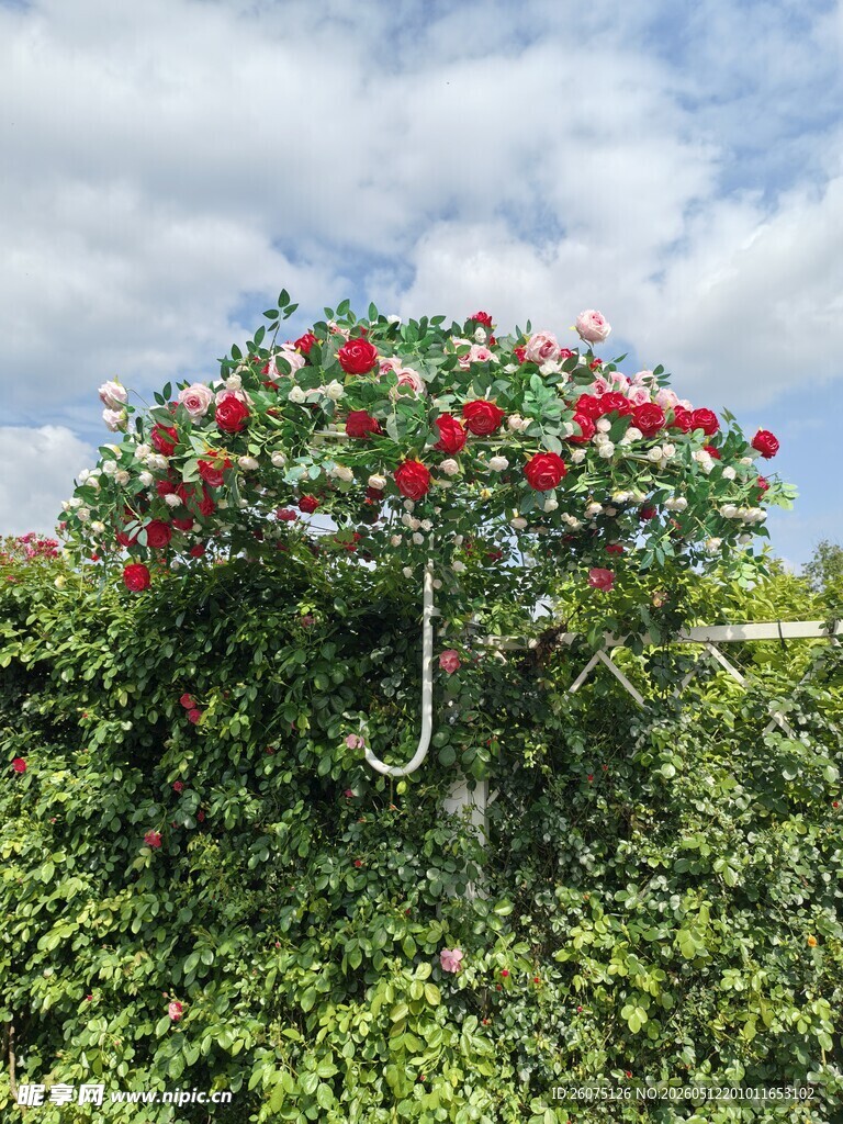 蔷薇花打卡墙