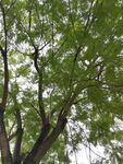 繁茂绿树枝叶舒展