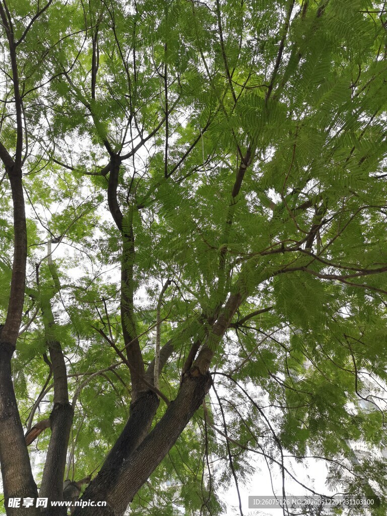 繁茂绿树枝叶舒展