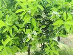 绿叶白花繁茂的植物