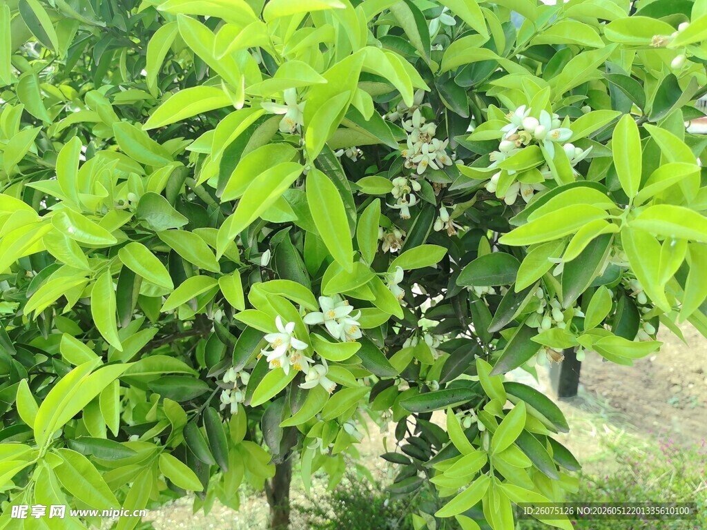 绿叶白花繁茂的植物