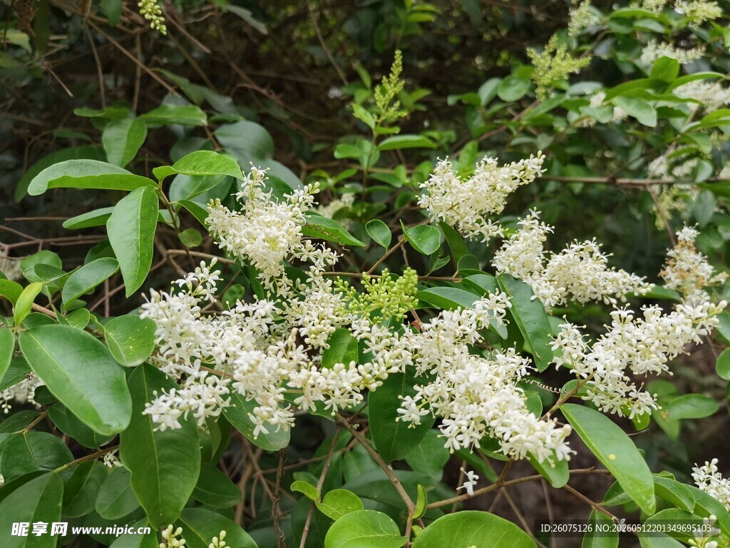 繁茂白花绽于绿叶间