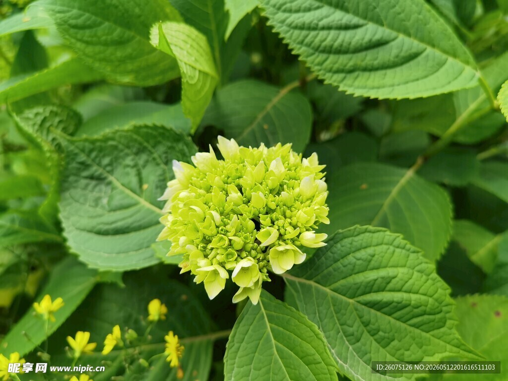 翠绿绣球花绽放绿叶间