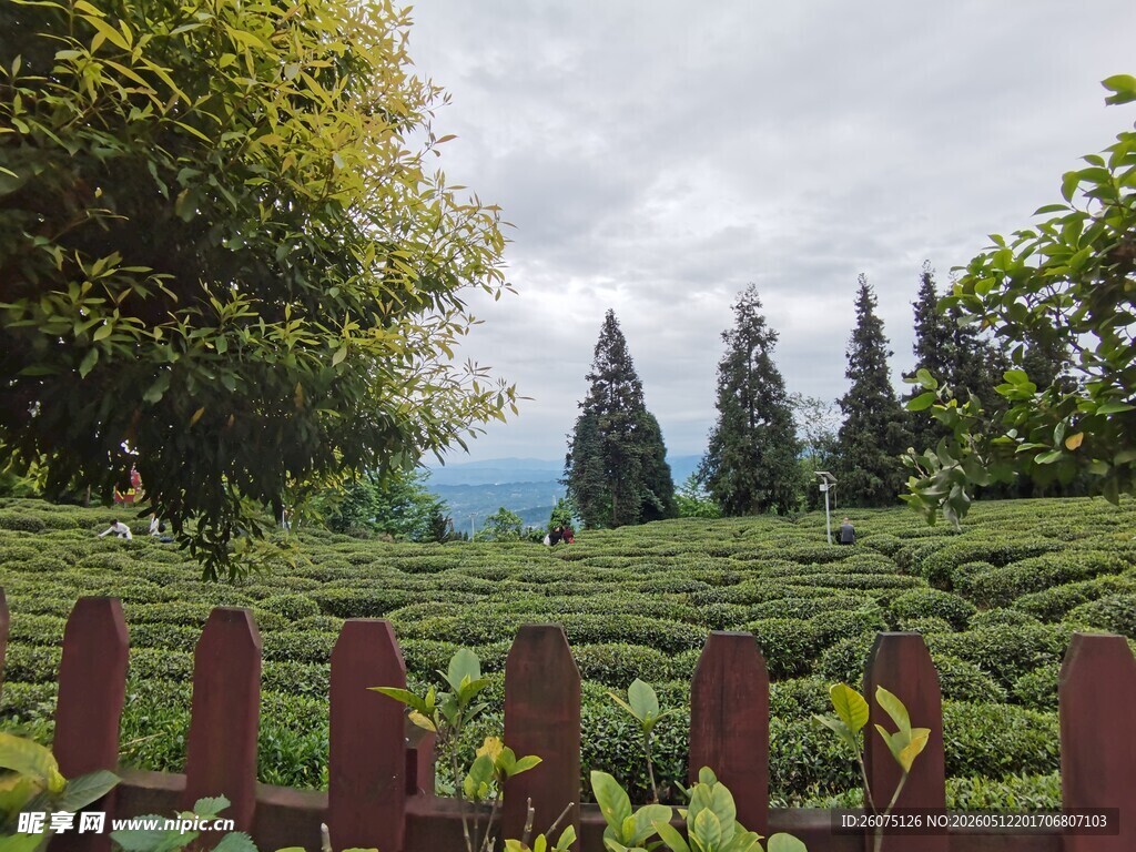 茶园风光