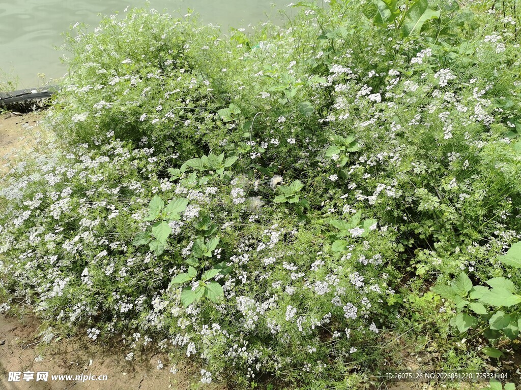 繁茂蓝花植物特写