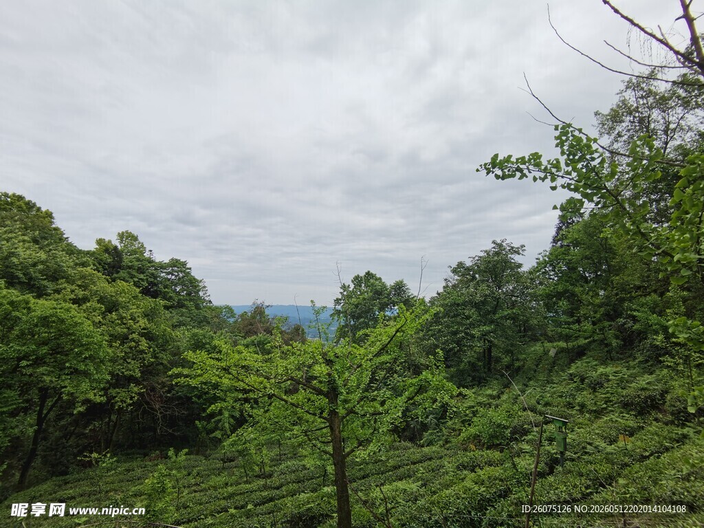 山间绿意盎然的茶园景色