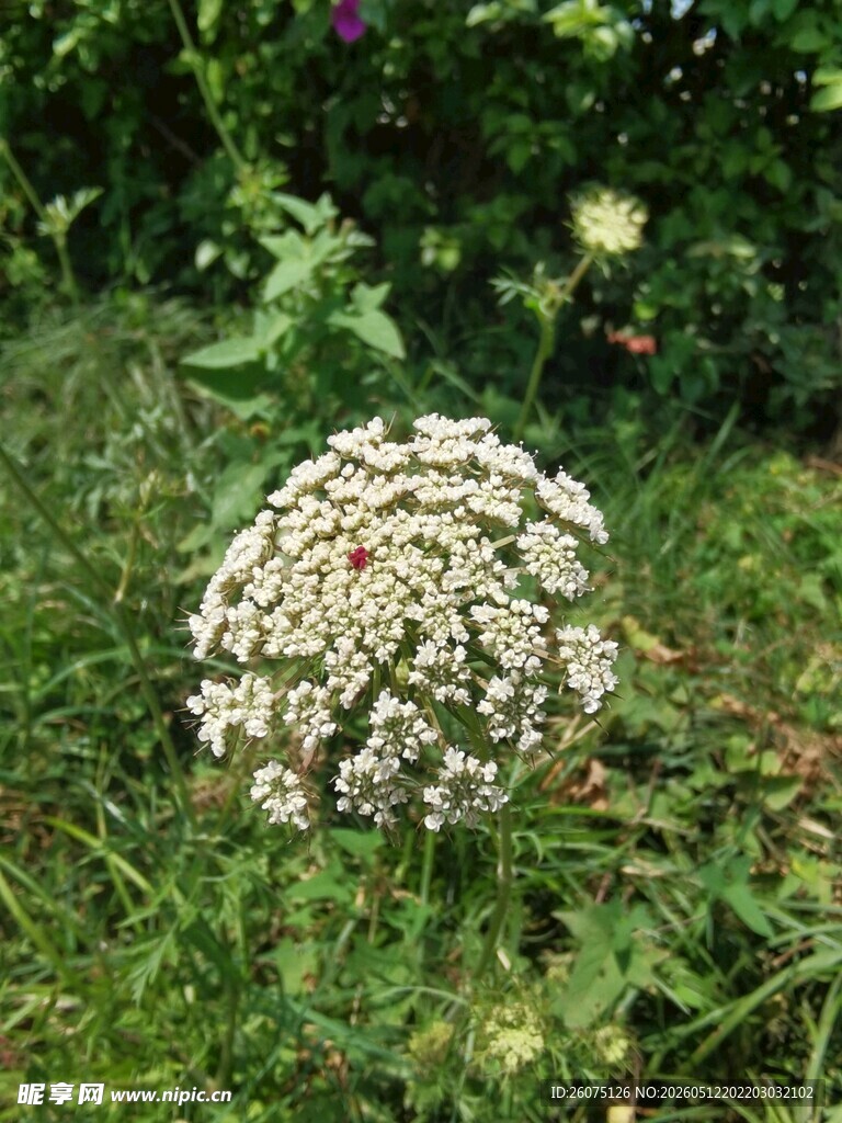 草地上的白色伞形花