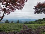 茶园风光远山近树美景
