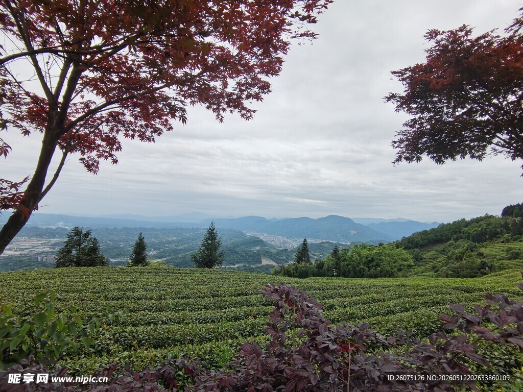 茶园风光远山近树美景