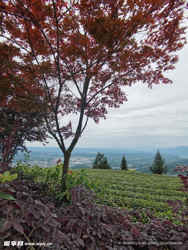 秋日枫林下的茶园美景