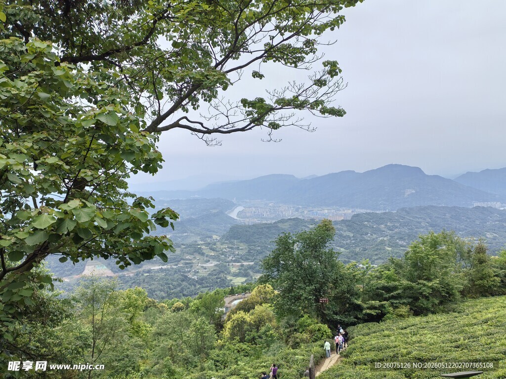 山间绿意浓漫步茶林小径