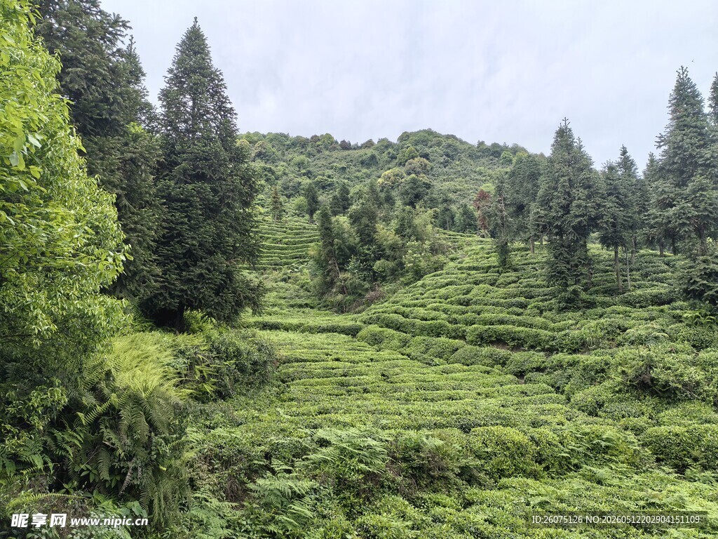 山间绿意盎然的森林景观