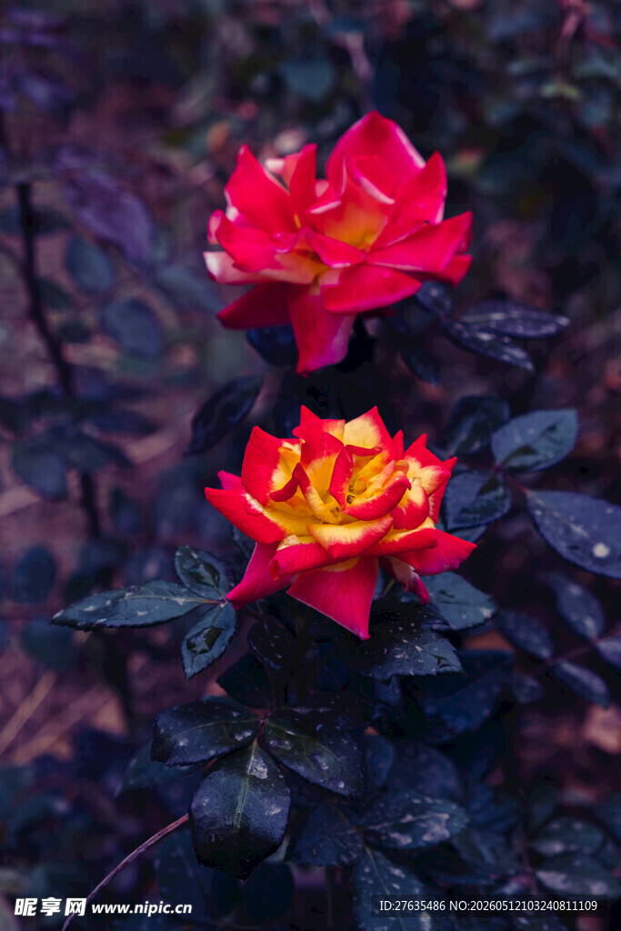 娇艳双色带露月季花