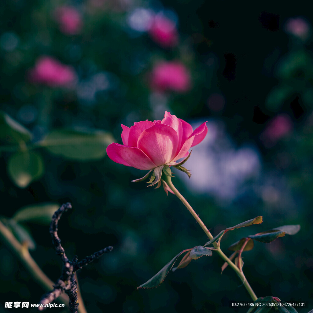 娇艳绽放的粉色蔷薇