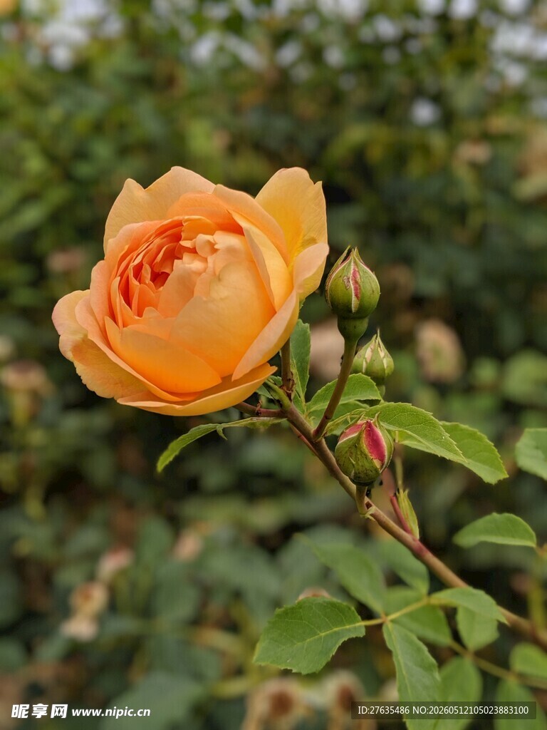 橙黄色娇艳月季花