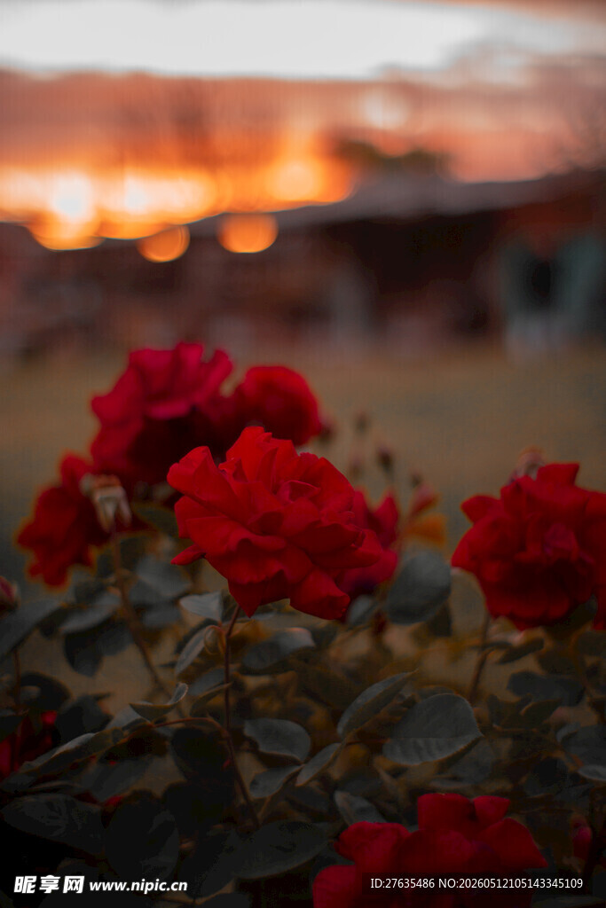 夕阳下的娇艳红玫瑰
