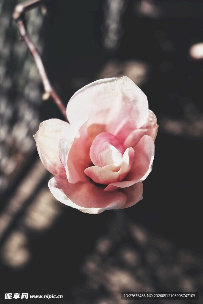 娇艳玉兰花特写盛绽