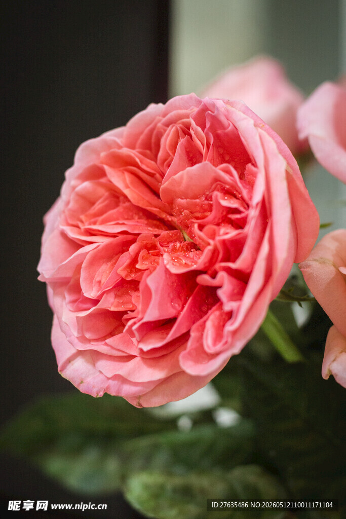 娇艳粉色月季花特写
