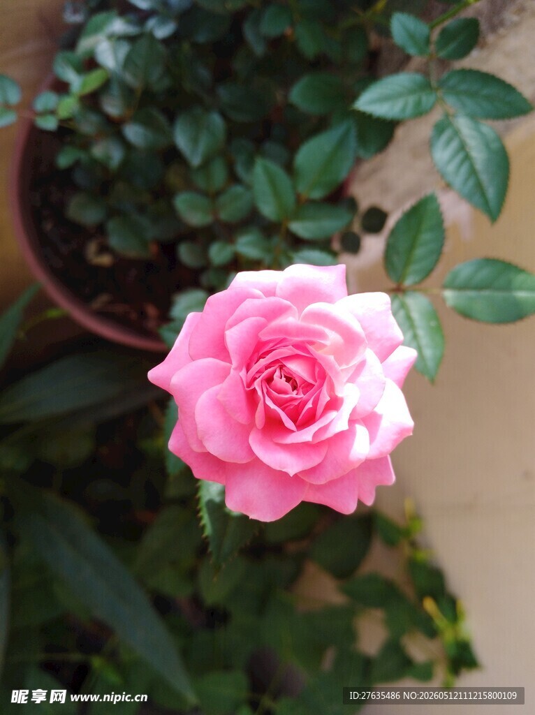 娇艳粉色月季花