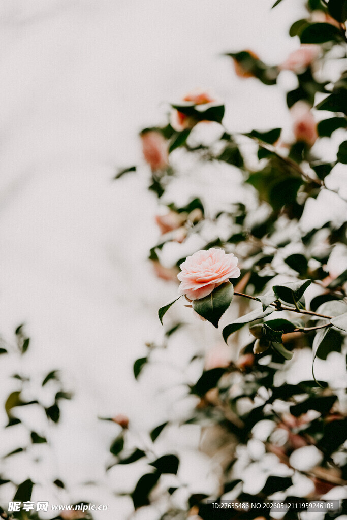 枝头绽放的粉嫩花朵