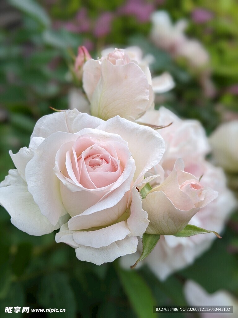 娇艳白粉色系玫瑰花束