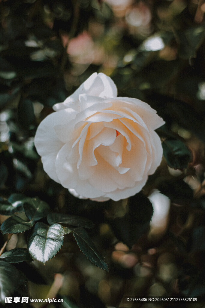 白玫瑰特写